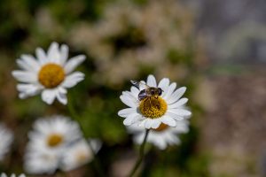 Margeriten Biene - Josenmuehle